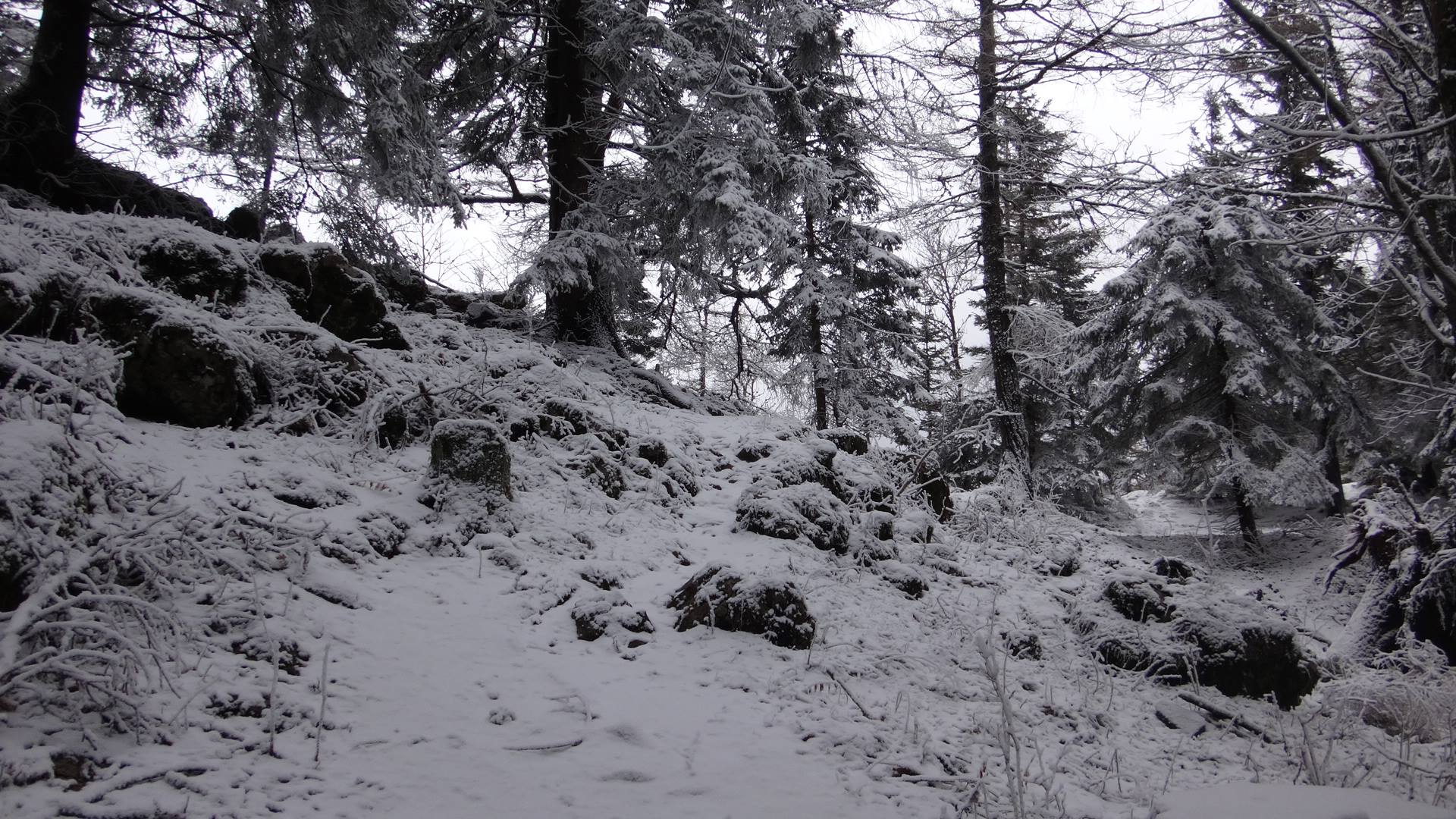 Tipikus márciusi erdőkép